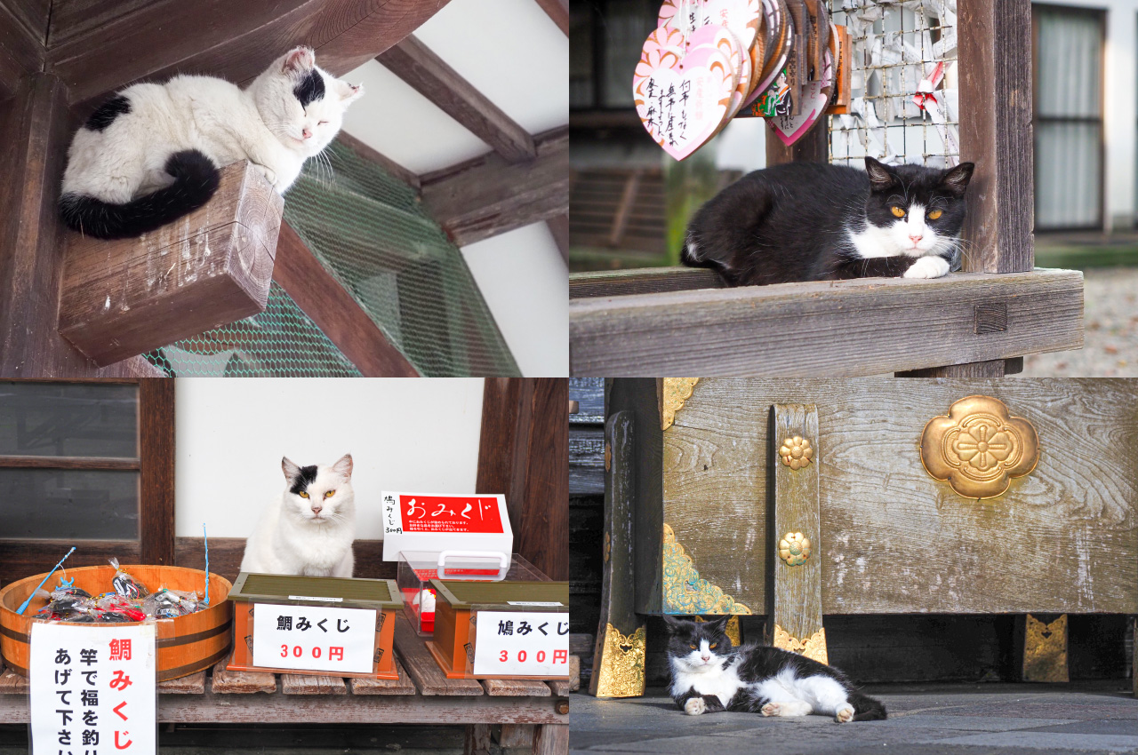 『2年保証』 おみくじ台の猫 絵画/タペストリ